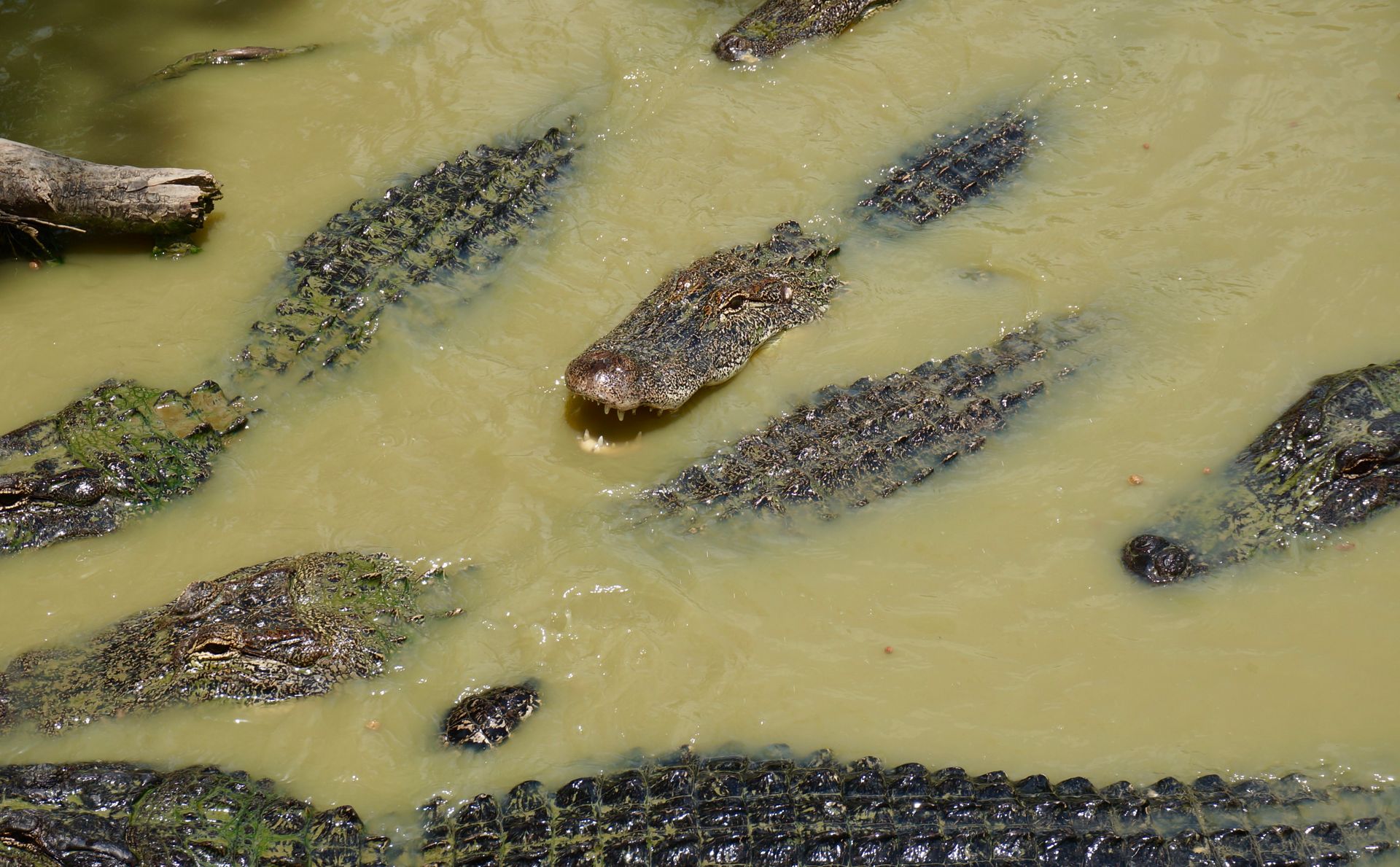 Group of American alligators swimming in murky water, showcasing wildlife behavior in Beaumont, Texas.