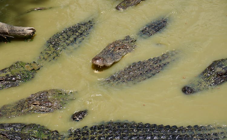 Alligators In A Swamp