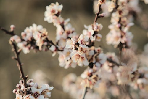 Free Selective Focus of Cherry Blossom Flowers Stock Photo
