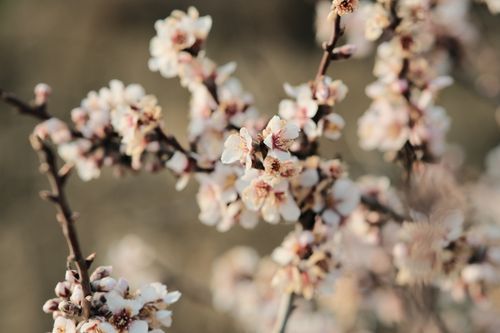 Free A close-up view of cherry blossom branches with soft pastel blooms, capturing spring beauty. Stock Photo