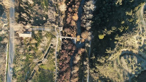Aerial View of Trees 