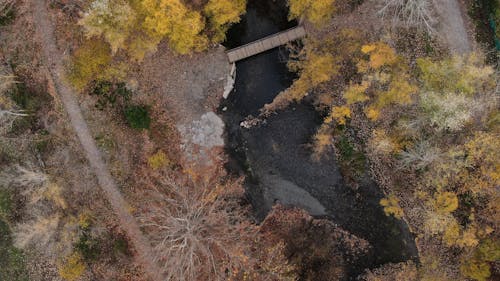 Aerial Shot of a River Under a Bridge Between Yellow and Brown Trees 