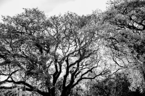 Grayscale Photo of Trees under the Sky