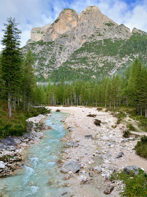 Immagine gratuita di alberi, ambiente, campagna