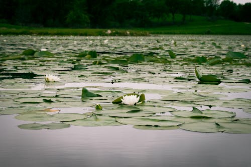Free White Lotus Flower on a Lily Pad  Stock Photo