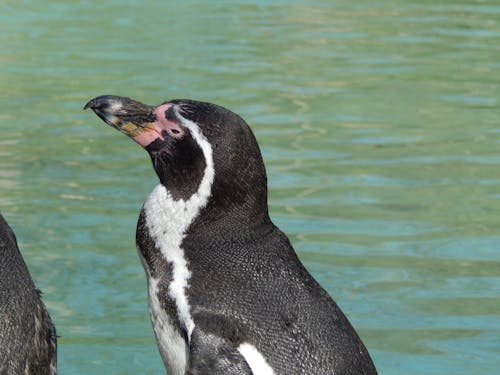 無料 ペンギン, 動物, 屋外の無料の写真素材 写真素材