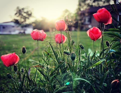 Free stock photo of evening, flowers, garden