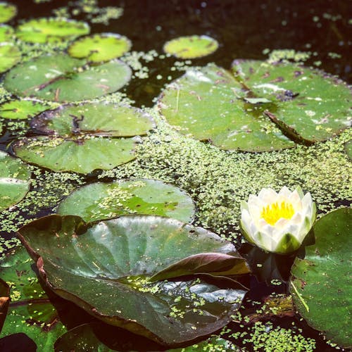 Free stock photo of green, lily, lotus