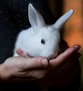 Person Holding White Rabbit on Black Textile