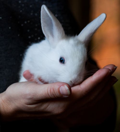 Free A close-up of a cute white rabbit nestled in human hands, evoking warmth and tenderness. Stock Photo