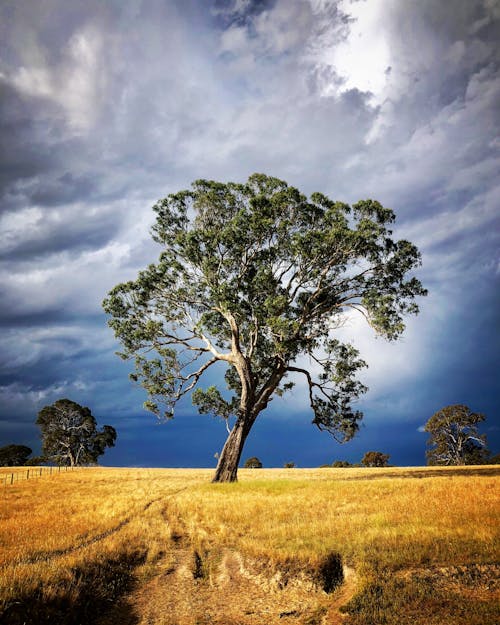 Free stock photo of australia, australia farm, clouds