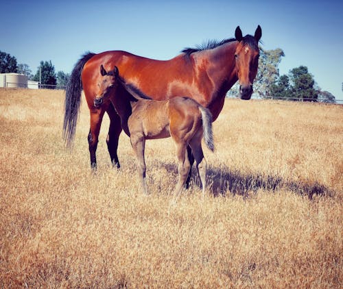 Free stock photo of baby animals, bay, field