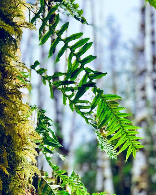 Free stock photo of fern, forest, forest bathing