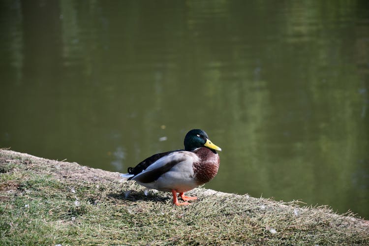 A Duck By The Water 