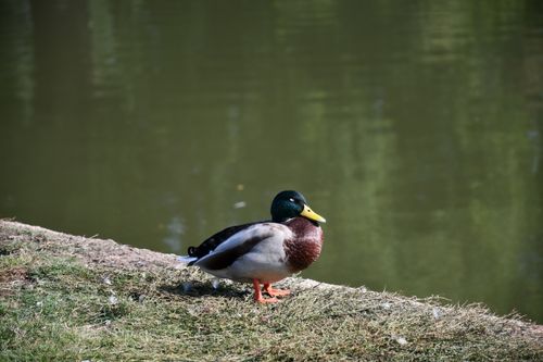 Free A mallard duck resting by the water on a sunny day in the UK. Stock Photo