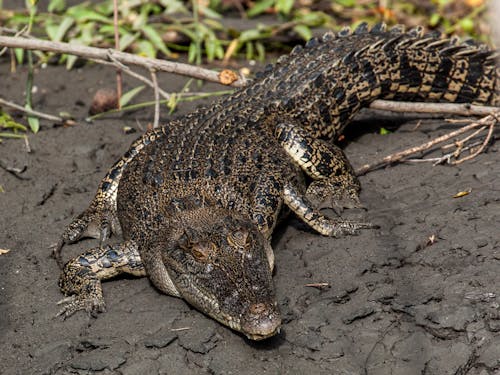 Close-Up Shot of a Crocodile