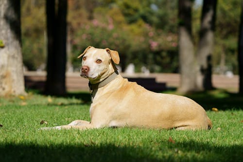 Gratuit Imagine de stoc gratuită din animal, câine, câine-fotografie Fotografie de stoc