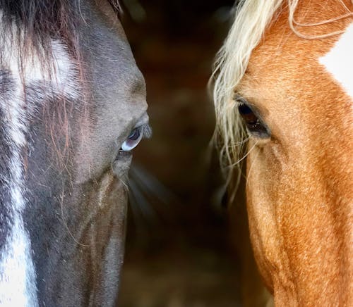 Δωρεάν στοκ φωτογραφιών με palomino, άλογο, καφέ μάτι