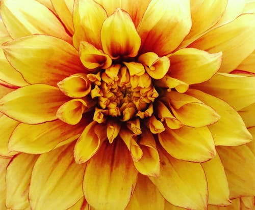 Free stock photo of close up, daliha, floral