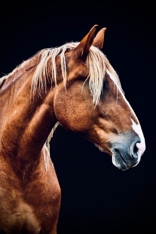 Free stock photo of beautiful, beautiful horse, belgian