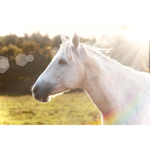 Δωρεάν στοκ φωτογραφιών με palomino, άλογο, άσπρο άλογο
