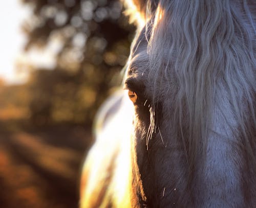 Close-Up Shot of White Horse