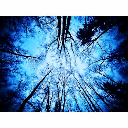 Free stock photo of blue, look up, nature