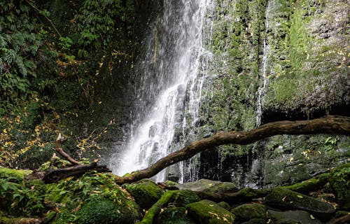 Flowing Watefowls on a Rock Formation 