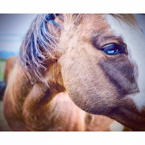 Δωρεάν στοκ φωτογραφιών με άλογο, μάτι, μάτι αλόγου