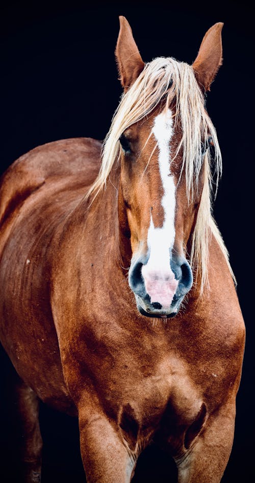 Δωρεάν στοκ φωτογραφιών με άλογο, βελγικός, ζώο