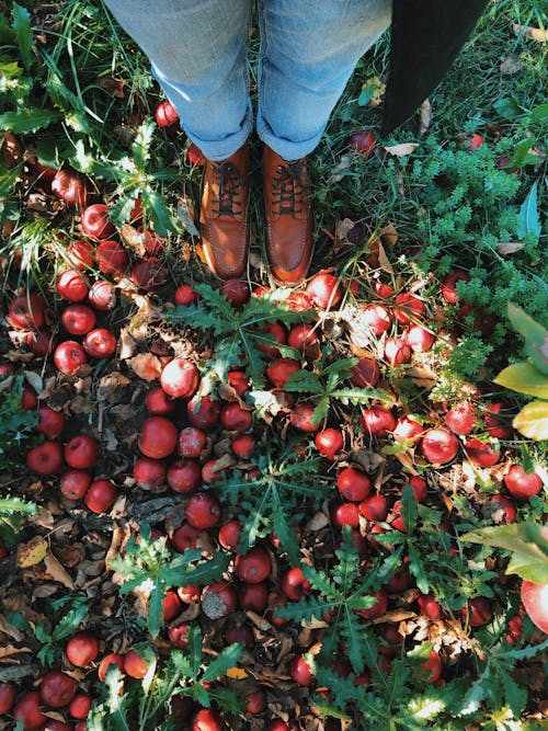 Lots of Ripe Red Apples Lying on Ground at Feet of Unrecognizable Person
