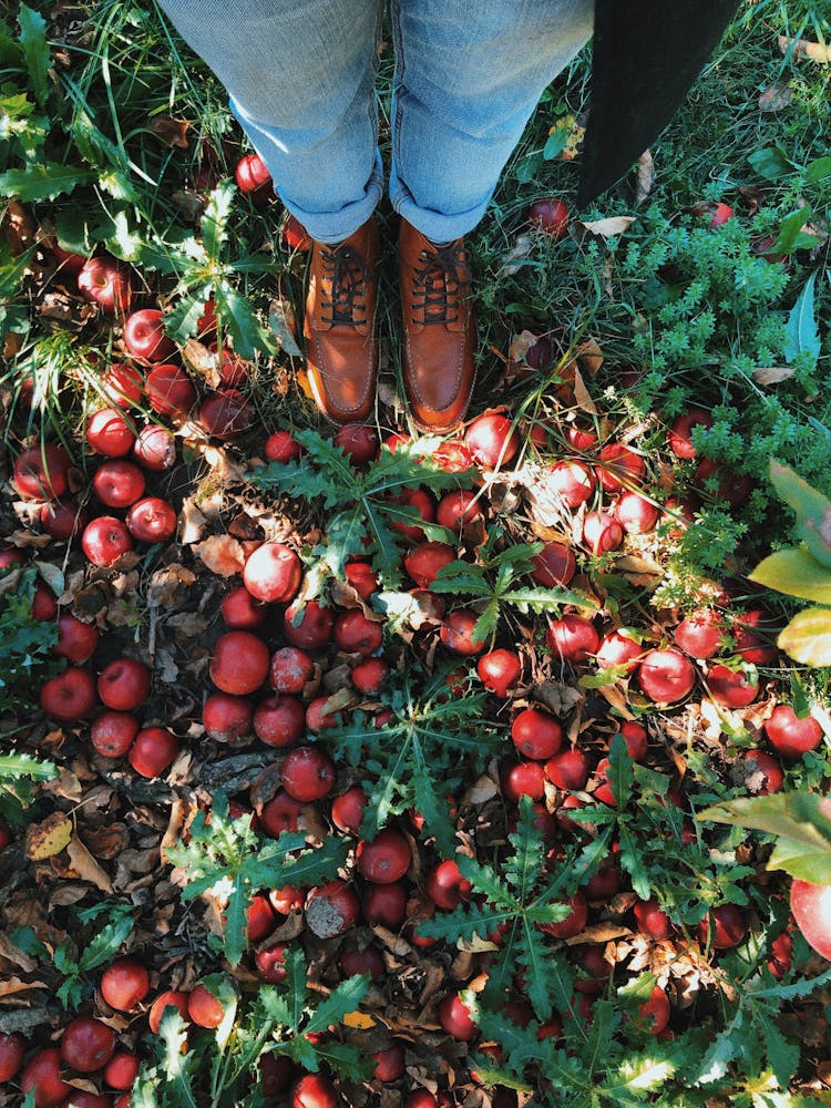 Lots Of Ripe Red Apples Lying On Ground At Feet Of Unrecognizable Person