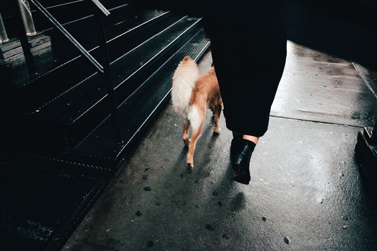 Legs Of Person Walking With Dog