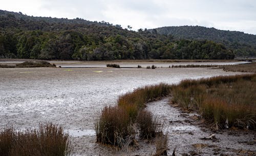 Gratis stockfoto met Bos, landschap, rivier