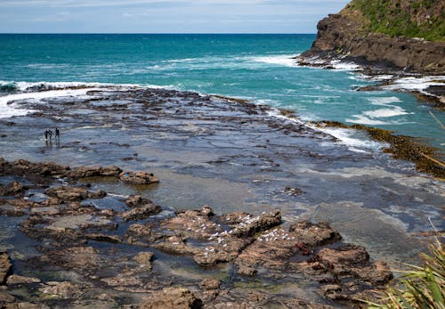 Curio Bay, New Zealand 