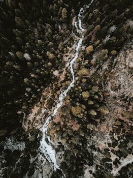Aerial view of a river winding through a dense coniferous forest.