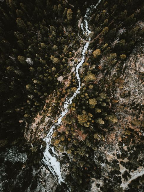 Aerial view of a river winding through a dense coniferous forest.