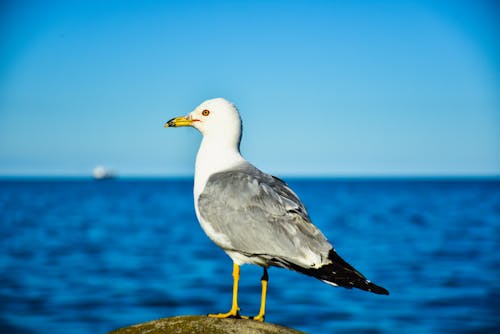 Kostenloses Stock Foto zu federn, gehockt, möwe