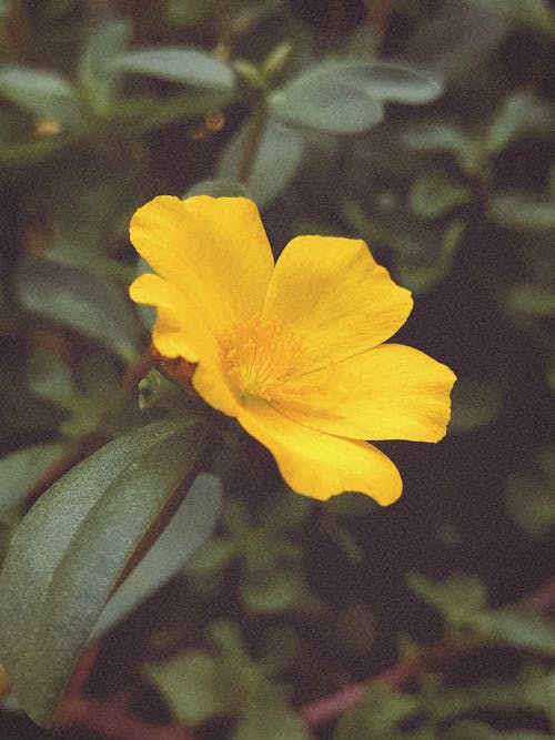 Free Close-Up Shot of a Yellow Purslane Flower Stock Photo
