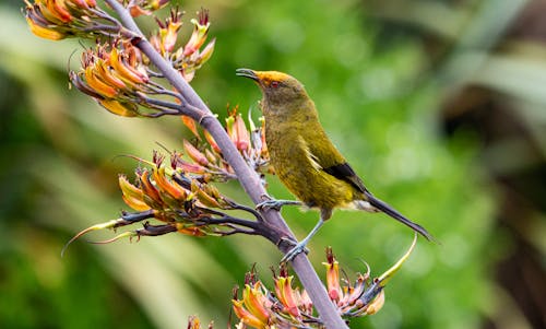 New Zealand Bellbird