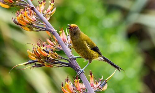 Free New Zealand Bellbird perched on Wooden Branch  Stock Photo