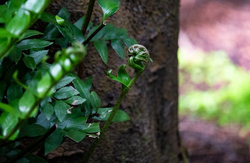 Close Up of Growing Plants