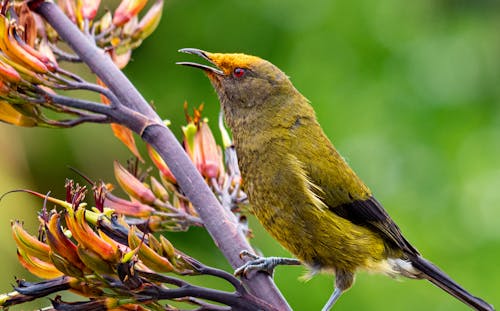 Free New Zealand Bellbird perched on Wooden Branch Stock Photo