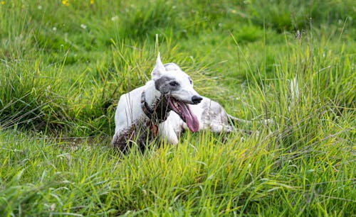 Free A Greyhound on the Grass  Stock Photo