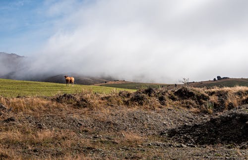 Foto stok gratis awan, bidang, kabut