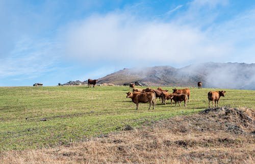 A Herd of Brown Cows on Green Grass Field