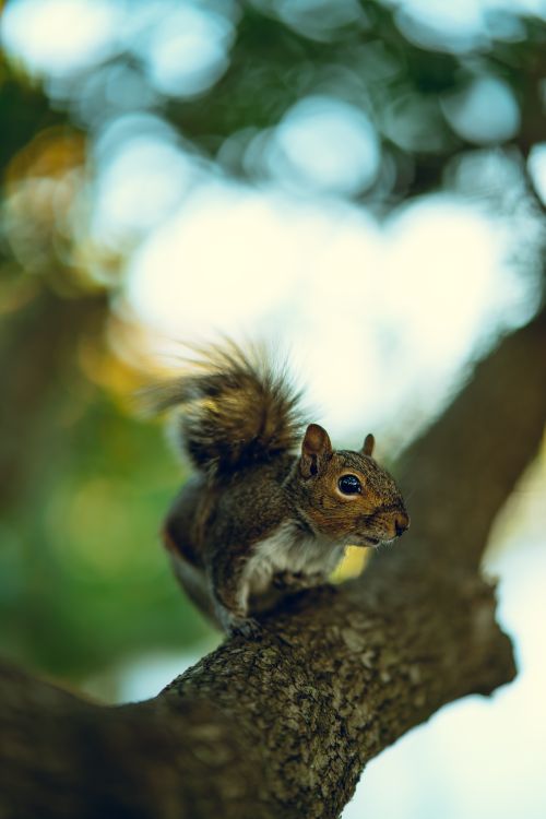 Free Vibrant close-up of a squirrel perched on a tree branch with a blurred background. Stock Photo