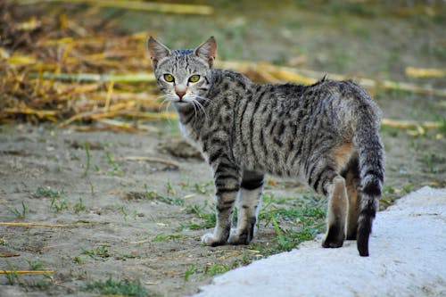 Close-Up Shot of a Tabby Cat 