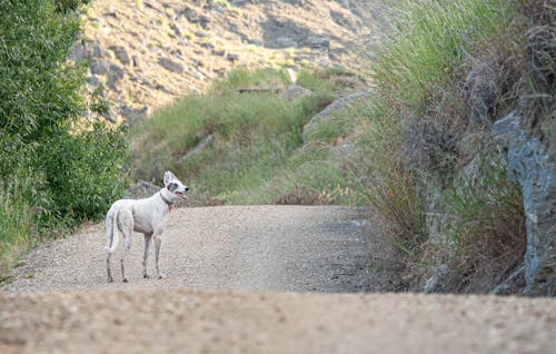 Dog on Dirt Road