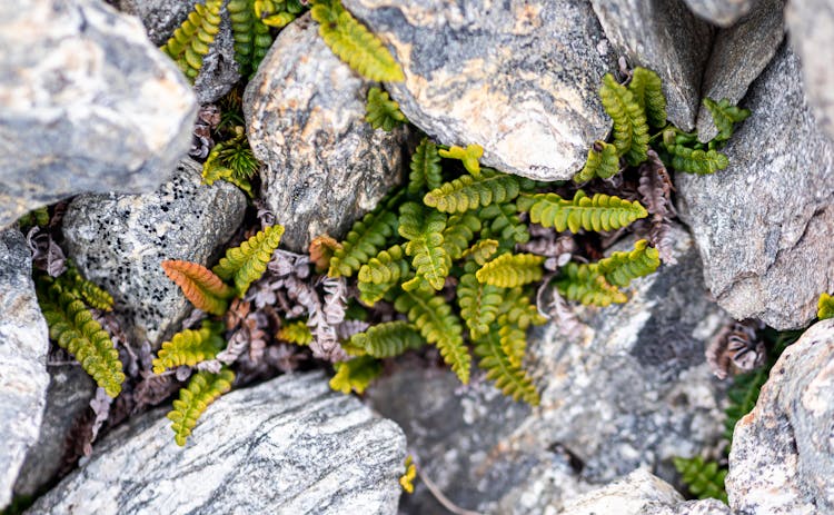 Spleenwort Plant Between Rocks 